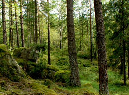 O-Ringen